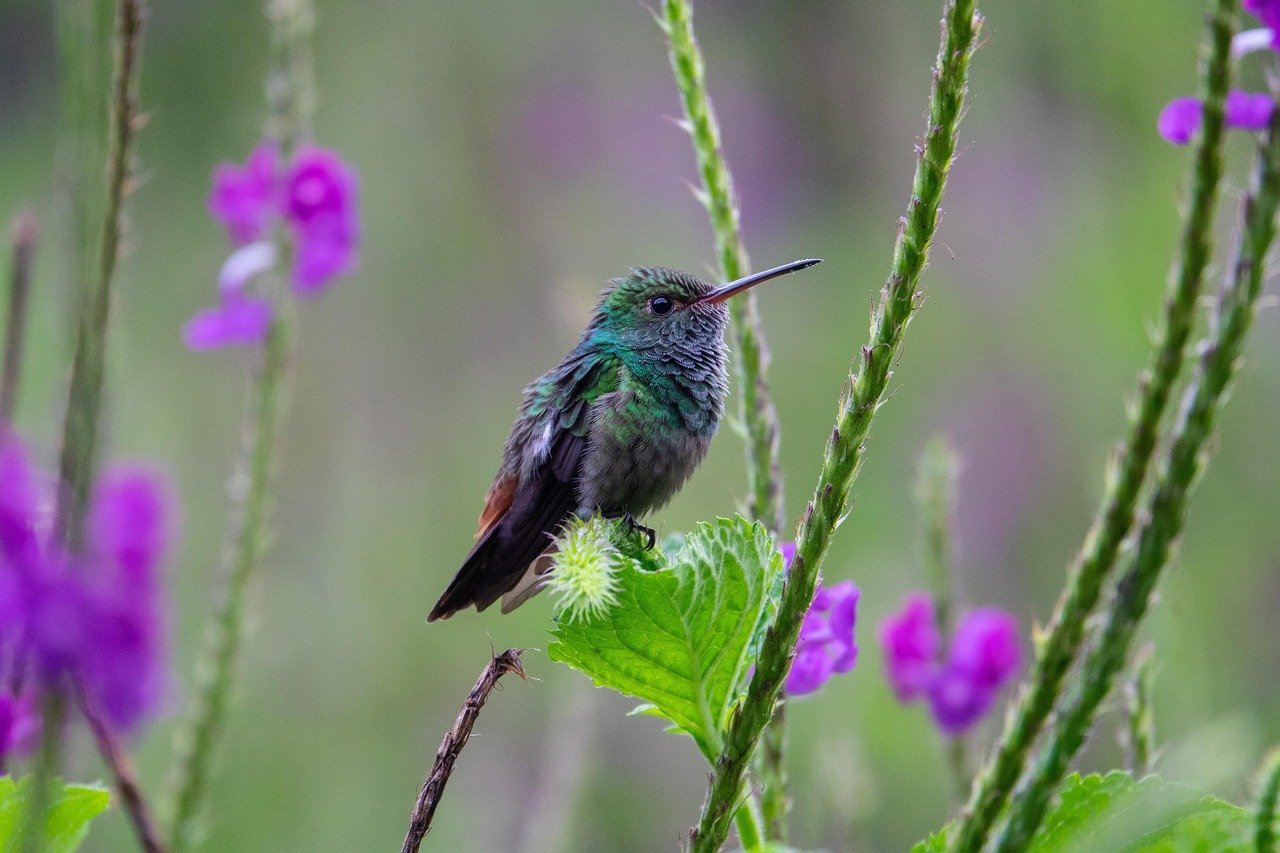 costa rica, bird, tropical, animal, nature, wildlife, avian
